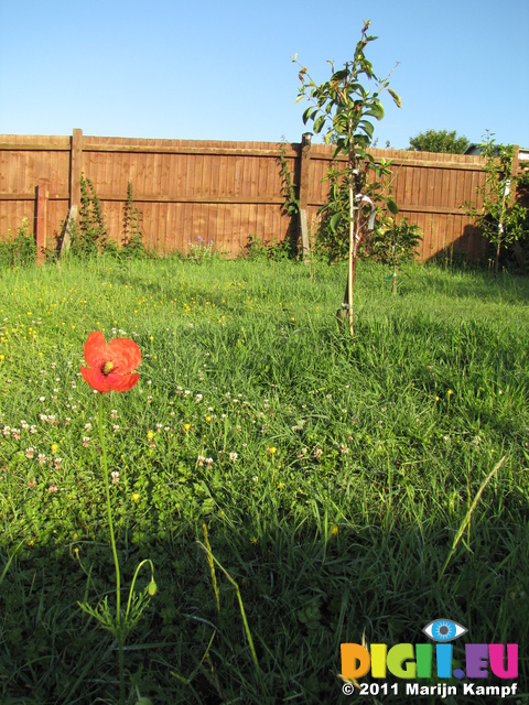 SX18787 Common poppy (Papaver rhoeas) in garden